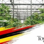 Cantourage UK brings Together Pharma’s Uganda-grown medical cannabis to the United Kingdom