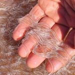 Sustainable Eel Group: Scientific report highlights major success in fight against illegal trafficking of European eels