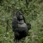 Nature’s 43rd Season Showcases the Resilience of Wildlife at Home and Abroad, Wednesdays at 8/7c Beginning October 23 on PBS