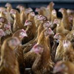High soybean prices in Zambia and Malawi may make chicken costly too: lack of competition is to blame