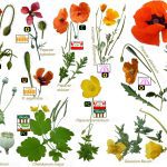 What I’ve learned from photographing (almost) every British wildflower