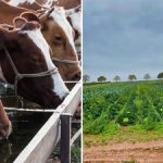 Water Pollution Threatens UK Food Chain