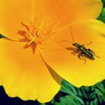 The Declining Wildflowers and the Meadow Solution